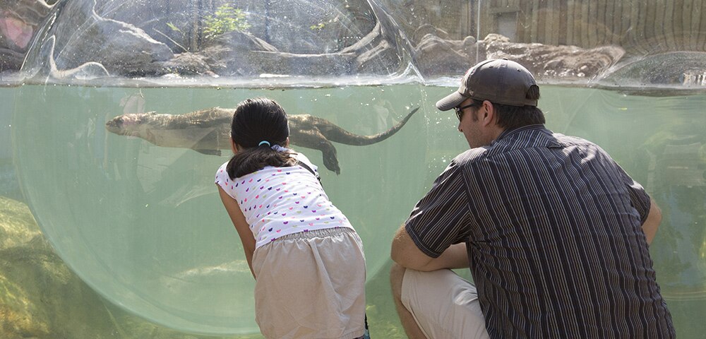 Visitors Get up Close and Personal With Wildlife at New Perkins Wildlife Center