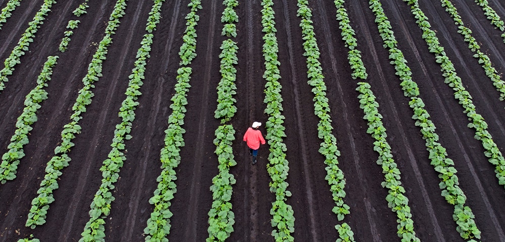 <p>How companies in the agribusiness sector can mitigate cybercrime and fraud</p>
