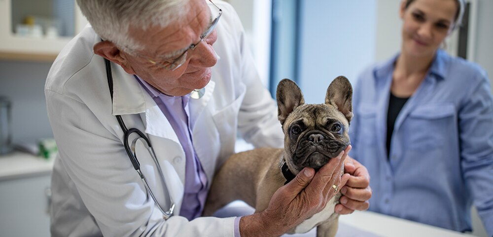 Examining Rapidly Shifting Ownership in Veterinary Hospitals