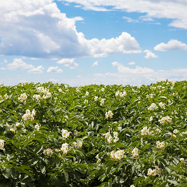 Potato field