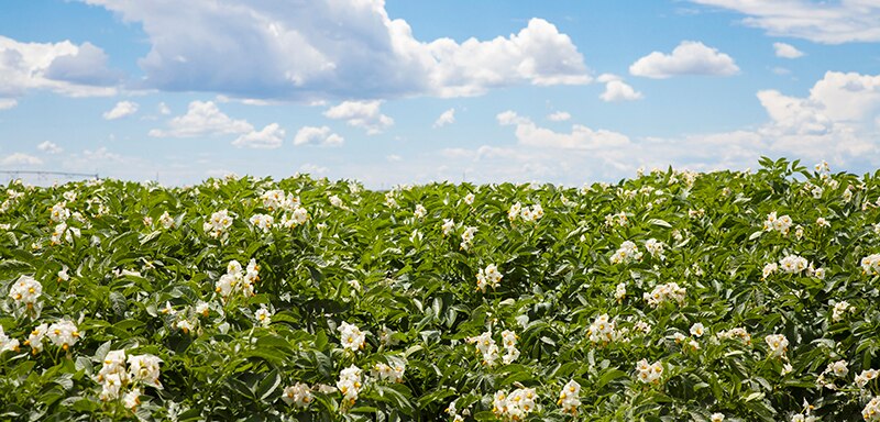 Allied Potato success story