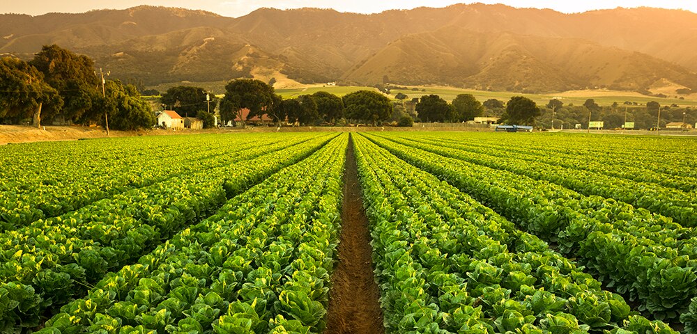 Agribusiness