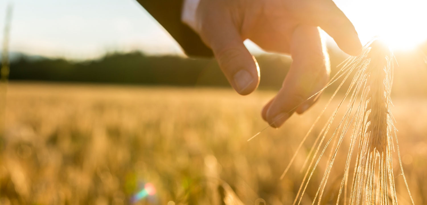 man's finger touching barley in a field